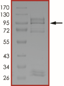 EGFR (d746-750 C775S T790M L858R), Active